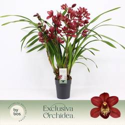Cymbidum 4-R rot T14 H070