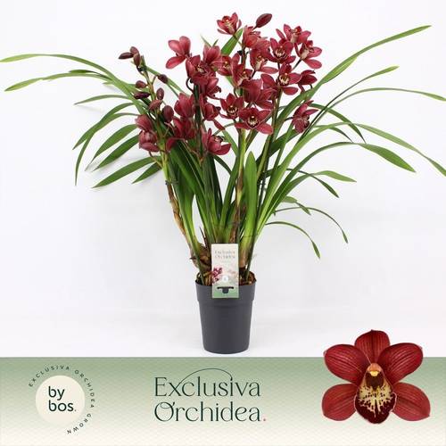 Cymbidum 4-R rot T14 H070