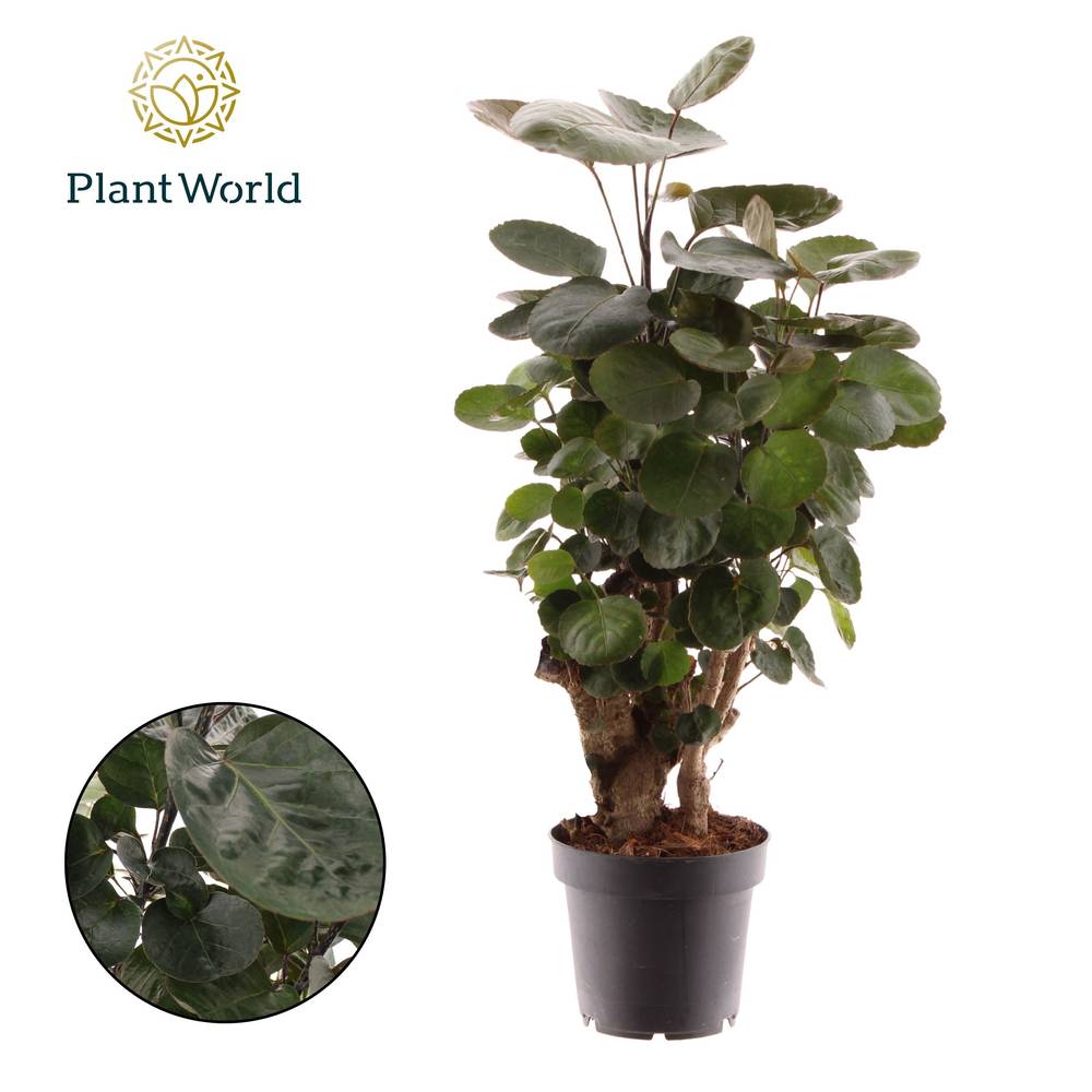 Polyscias Fabian T12 H45