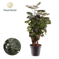 Polyscias Fabian T12 H45