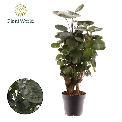 Polyscias Fabian T12 H45