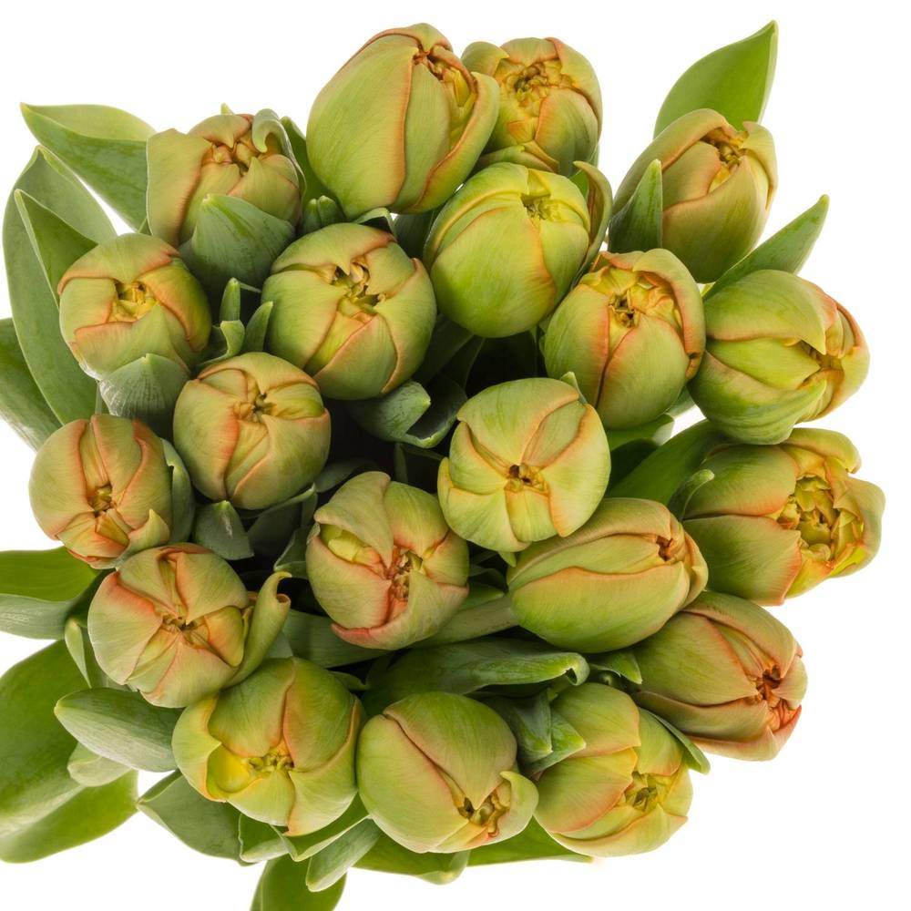 Tulpe orange doppel Geneva Triflor 44 Gramm