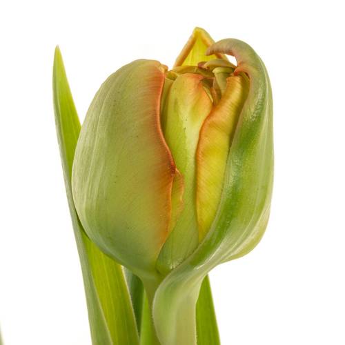 Tulpe orange doppel Geneva Triflor 44 Gramm