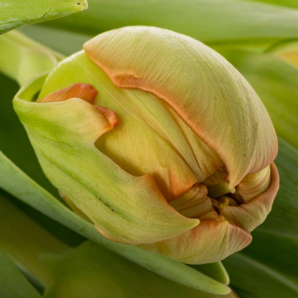 Tulpe orange doppel Geneva Triflor 44 Gramm