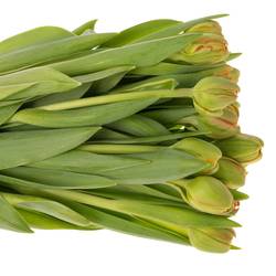 Tulpe orange doppel Geneva Triflor 44 Gramm