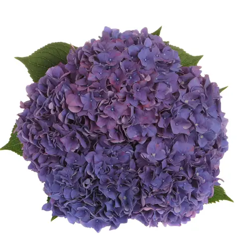 Hortensie lila Rodeo Bol 17cm 80cm