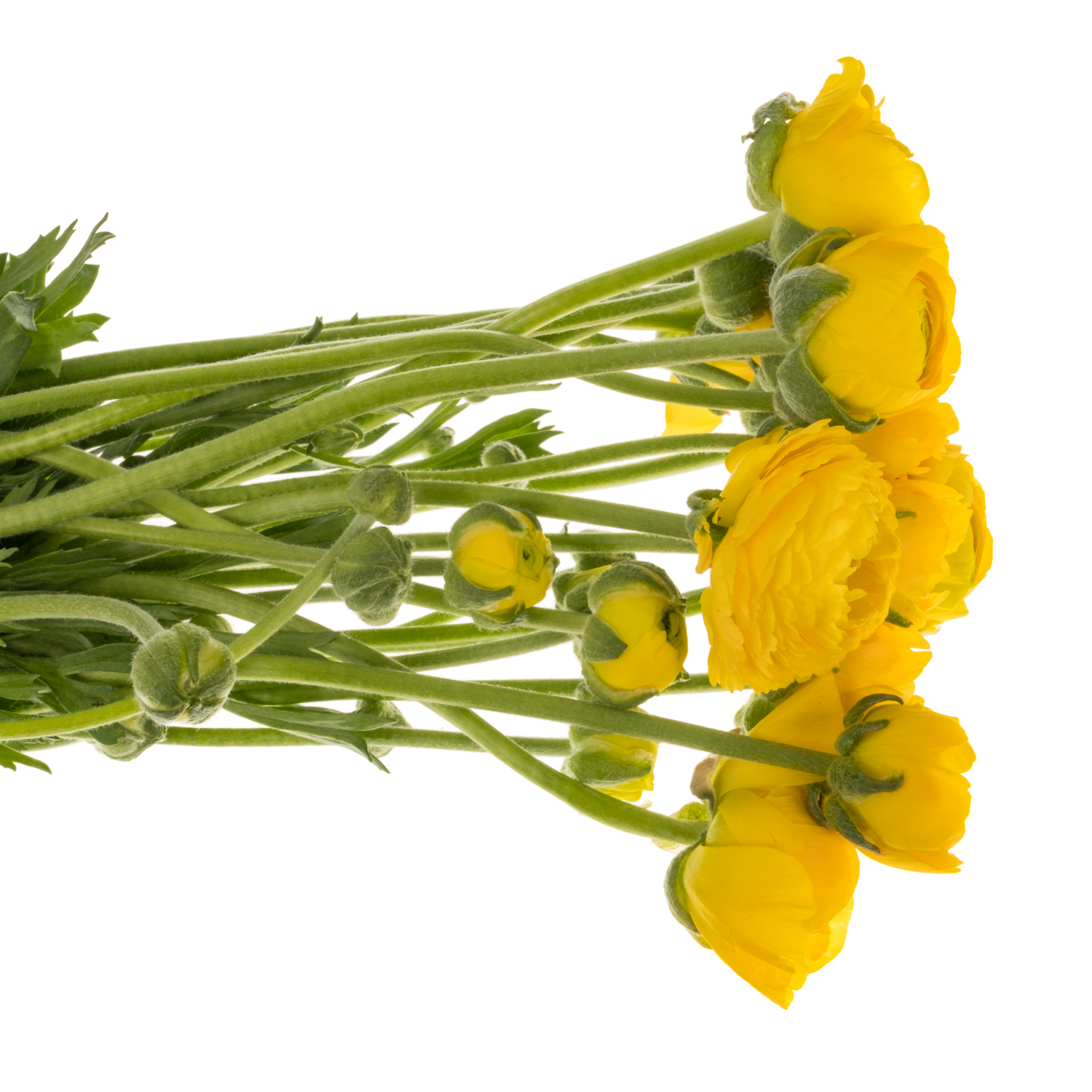 Ranunkel gelb Pergol 60 Gramm 46cm