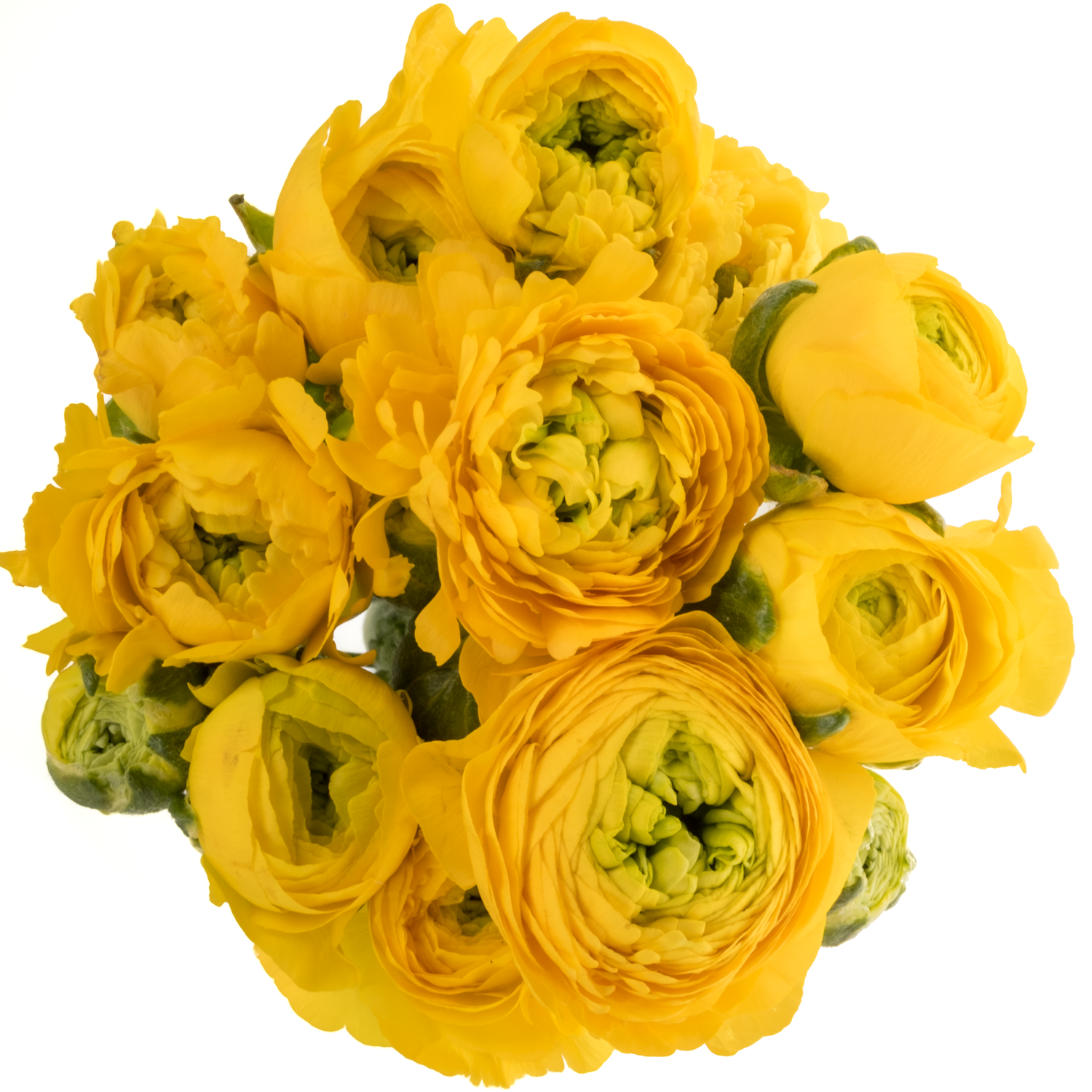 Ranunkel gelb Pergol 60 Gramm 46cm