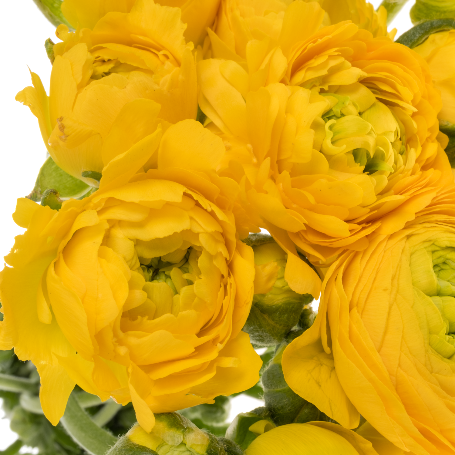 Ranunkel gelb Pergol 60 Gramm 46cm