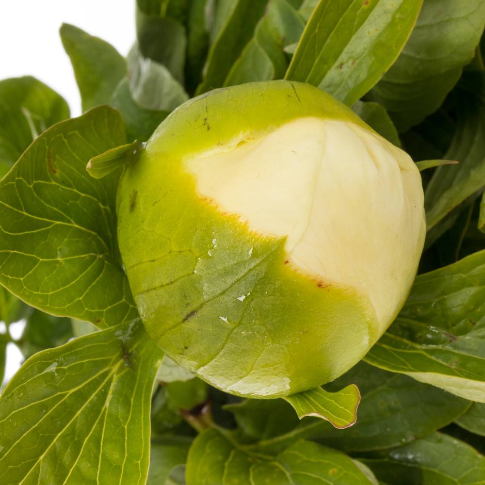 Pfingstrose creme Moonrise 55cm