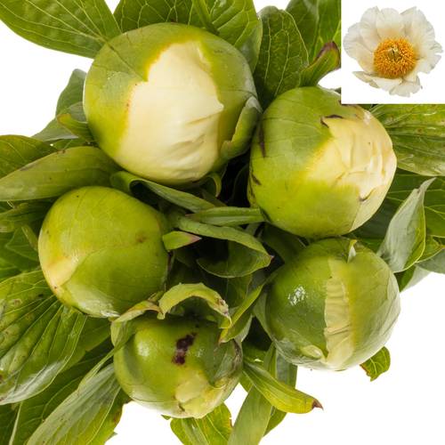 Pfingstrose creme Moonrise 55cm