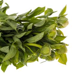 Pfingstrose creme Moonrise 55cm