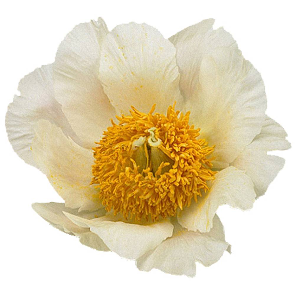 Pfingstrose creme Moonrise 55cm