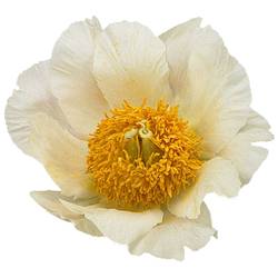 Pfingstrose creme Moonrise 55cm