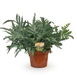 Phlebodium Blue Star T26 H80