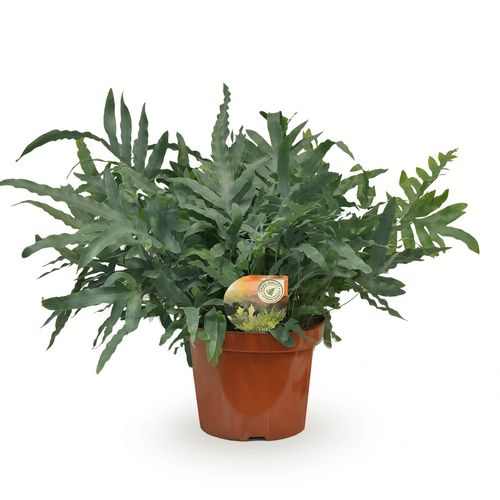 Phlebodium Blue Star T26 H80