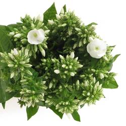 Phlox weiss Whitecap 50cm