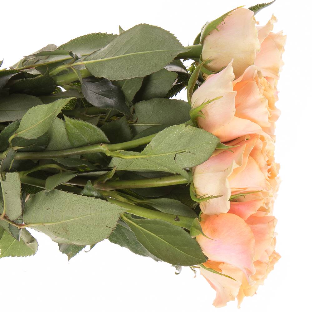 Rose orange Carpe Diem 60cm