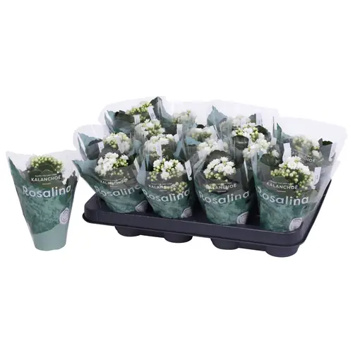 Kalanchoe Gef. weiss T07 H015