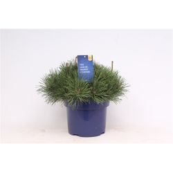 Pinus Mugo Pumilio T23 H35