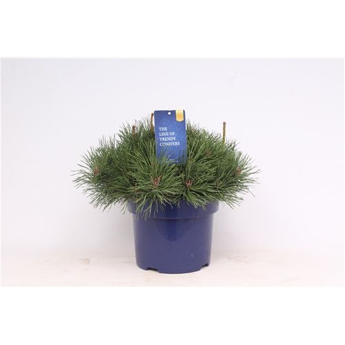 Pinus Mugo Pumilio T23 H35