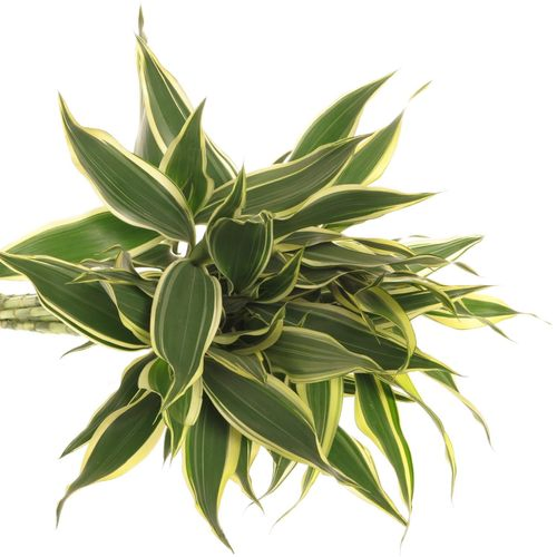 Cordyline grün/creme 50cm