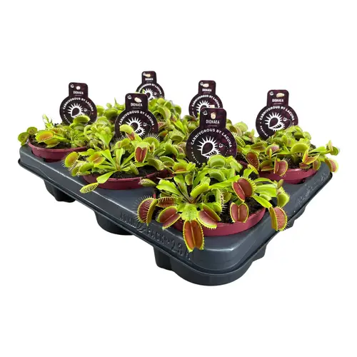 Dionaea Muscipula T12 H012