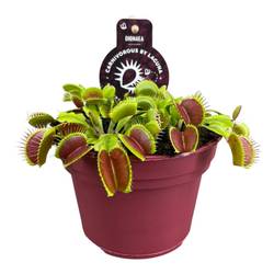 Dionaea Muscipula T12 H012
