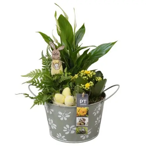 Spath.Arr PTPB6464 Ostern T18 H035