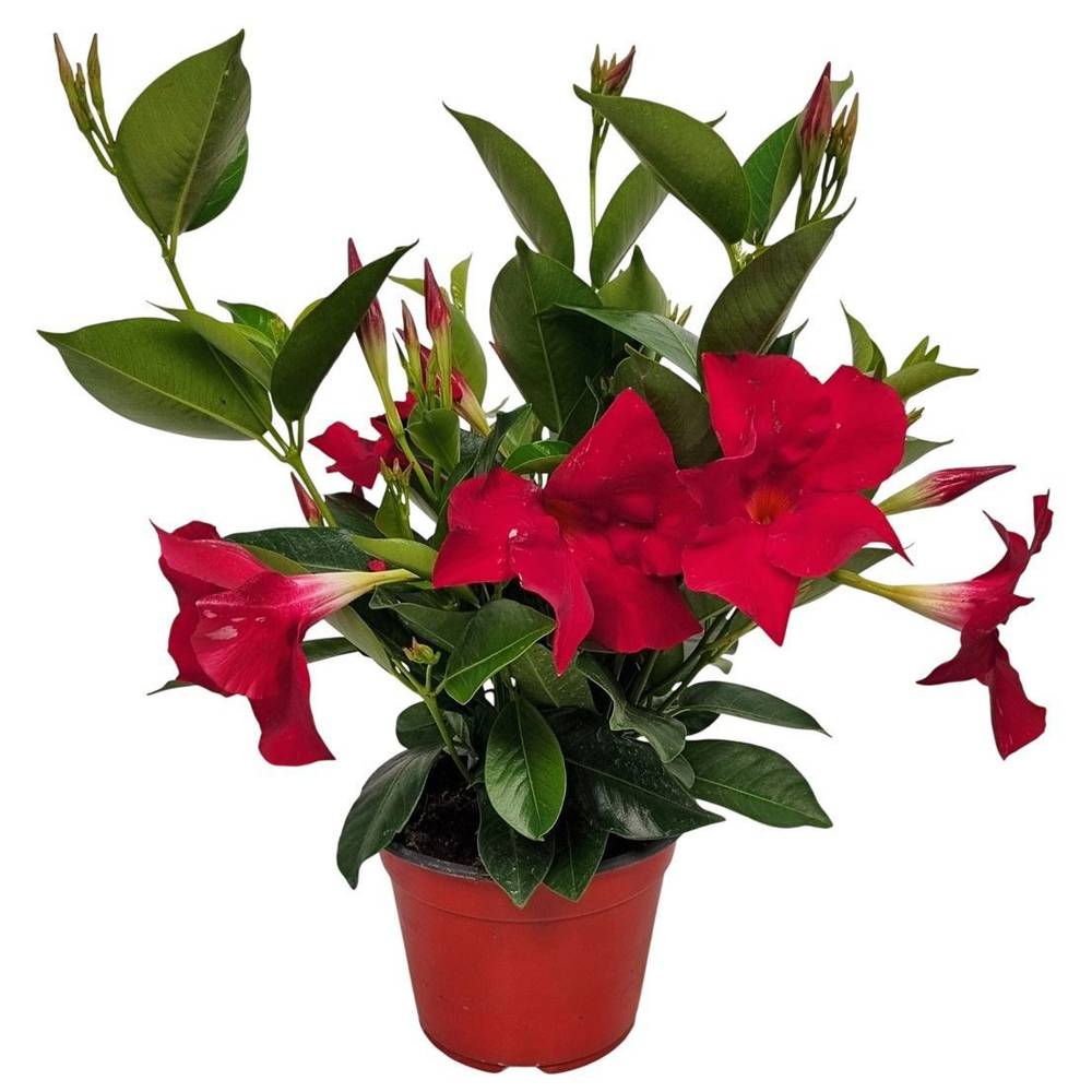Mandevilla rot Bush T14 H037