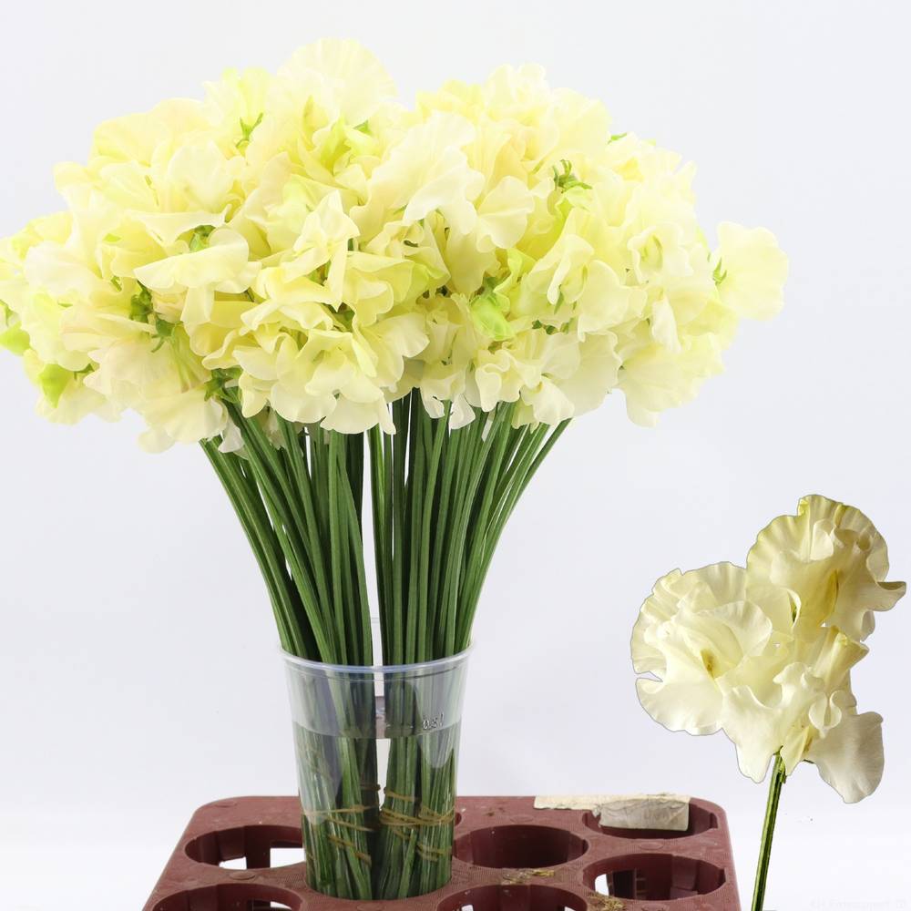 Wicken creme Vanilla Cream 40cm