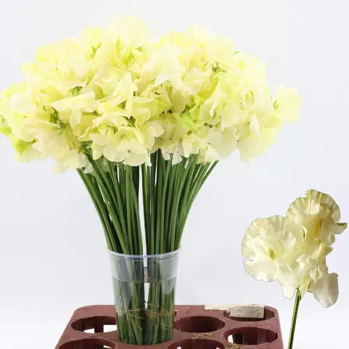 Wicken creme Vanilla Cream 40cm