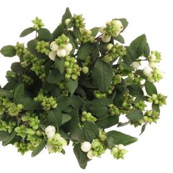 Schneebeere weiss 60cm