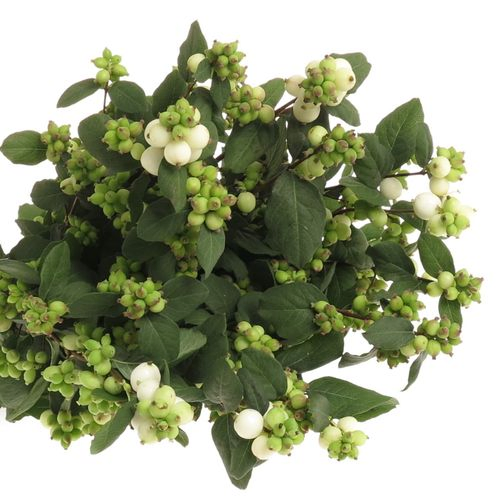 Schneebeere weiss 60cm