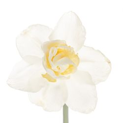 Narzisse weiss Snow Paradise 40cm