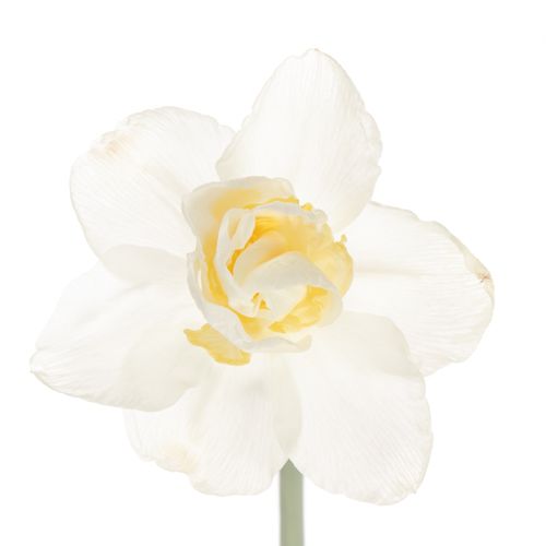 Narzisse weiss Snow Paradise 40cm
