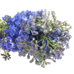 Delphinium blau Delft 80cm