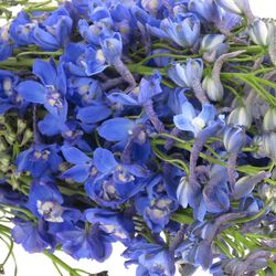 Delphinium blau Delft 80cm