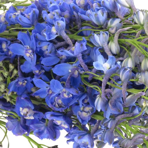 Delphinium blau Delft 80cm