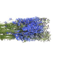 Delphinium blau Delft 80cm
