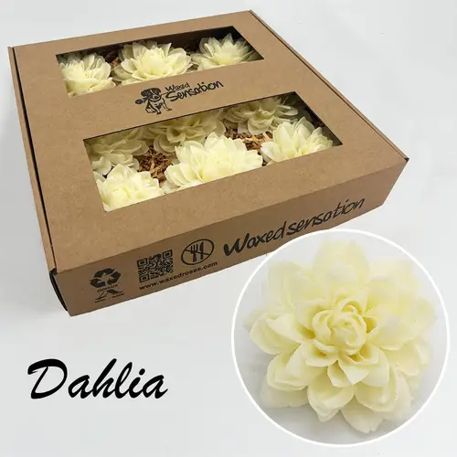 Seiden Wachs Dahlia creme