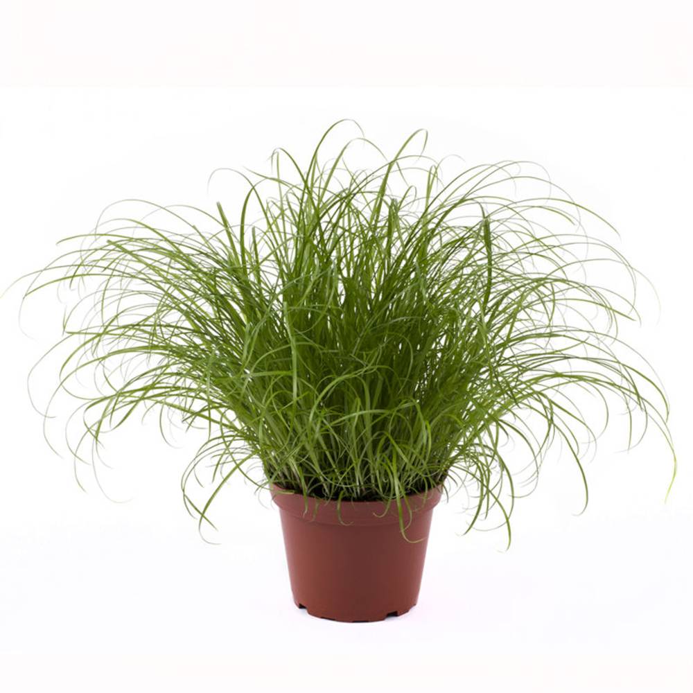 Cyperus Spicies T11 H025