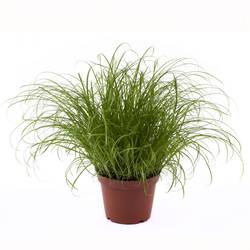 Cyperus Spicies T11 H025