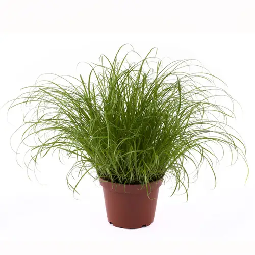 Cyperus Spicies T11 H025