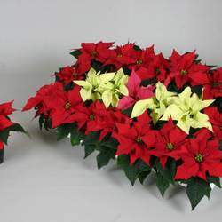 Poins.mix mini T06 H16