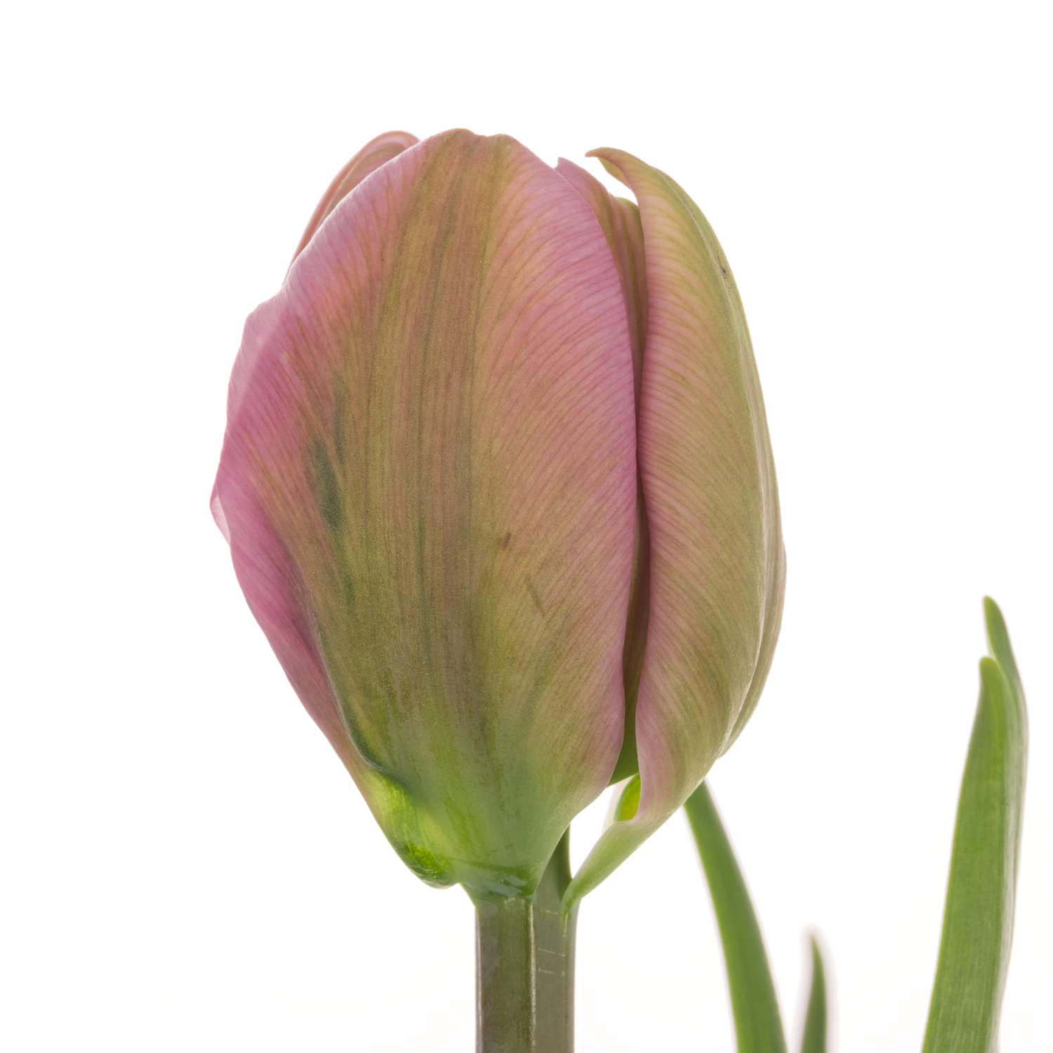 Franz.pink doppel Livorno 46 Gramm