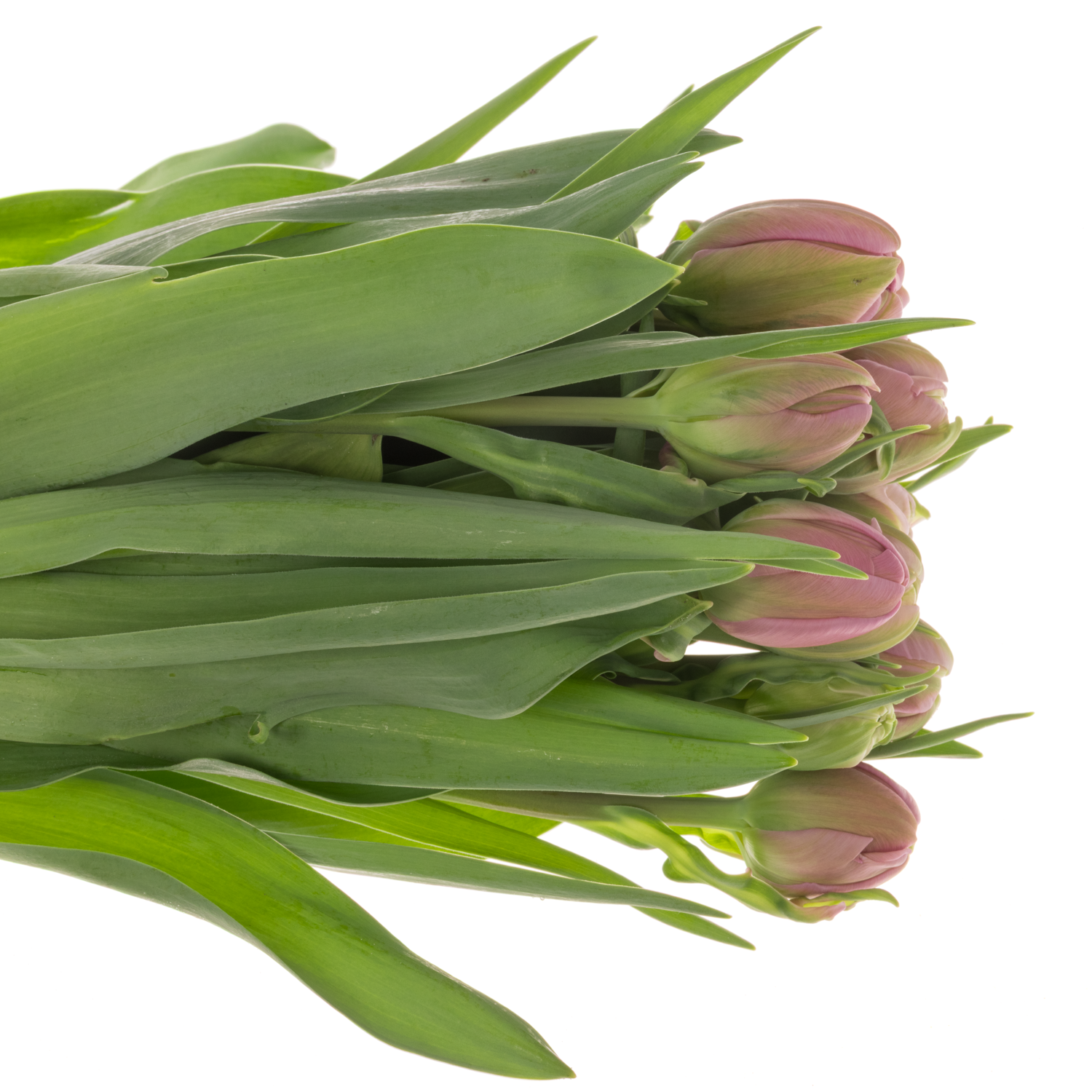 Franz.pink doppel Livorno 46 Gramm