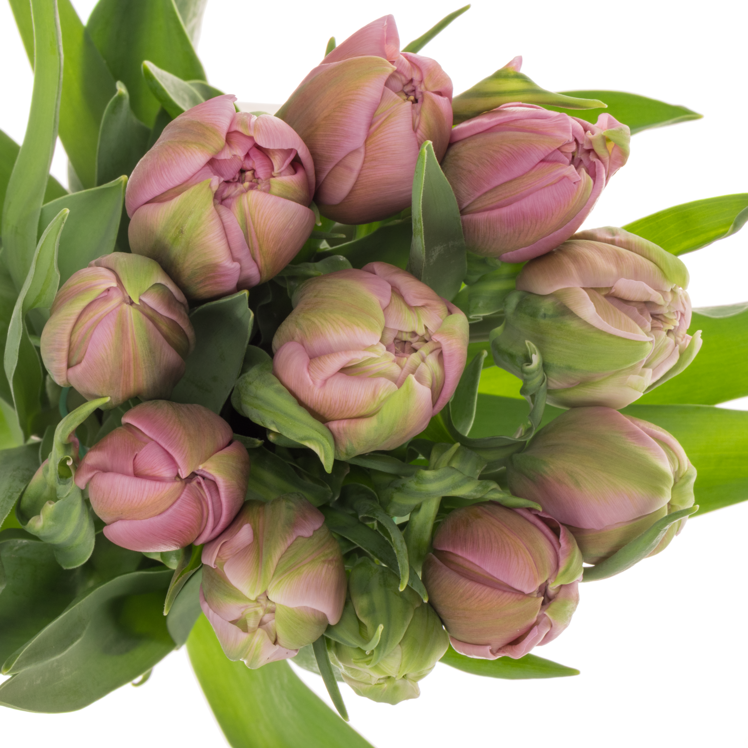 Franz.pink doppel Livorno 46 Gramm