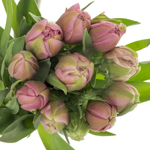 Franz.pink doppel Livorno 46 Gramm