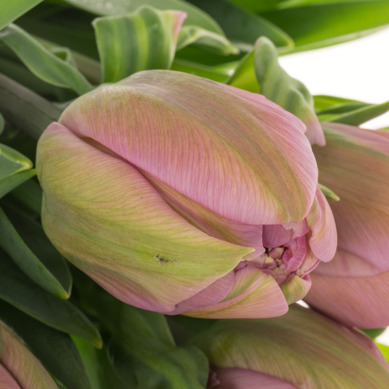 Franz.pink doppel Livorno 46 Gramm